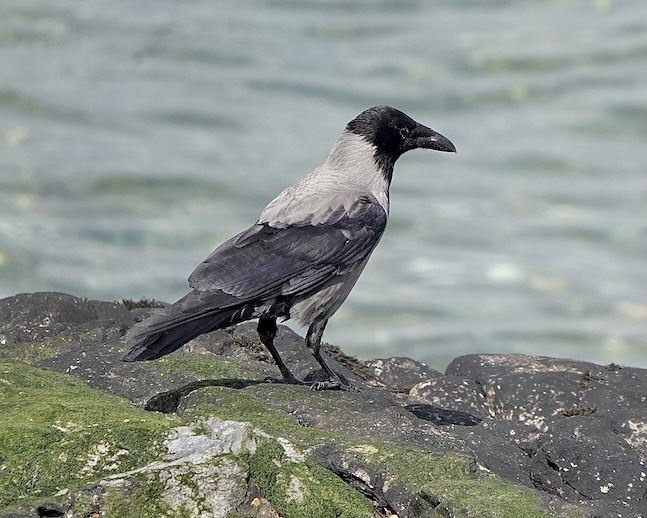 hooded crow